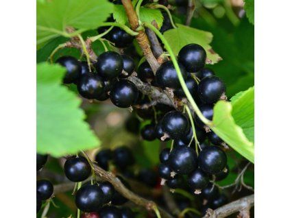 RIBES NIGRUM 'TITANIA' ist