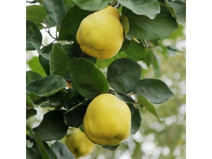 Dula LIMON AYVASI