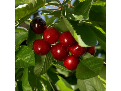 Višna mini Piemont ist