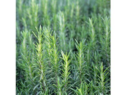 ROSMARINUS OFFICINALIS 'ABRAXAS_shutt