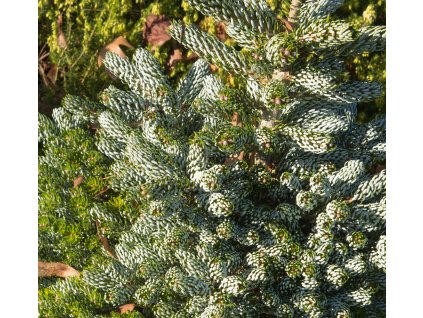 ABIES KOREANA 'BLAUER ESKIMO' (JEDĽA KÓREJSKÁ) shutter