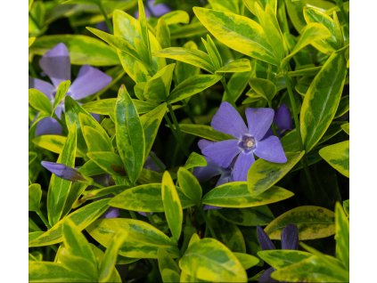 VINCA MINOR 'AUREOVARIEGATA' (ZIMOZELEŇ MENŠIA) shutter