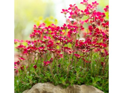 SAXIFRAGA ARENDSII 'LUSCHTINEZ' (LOMIKAMEŇ ARENDSOV) shutter