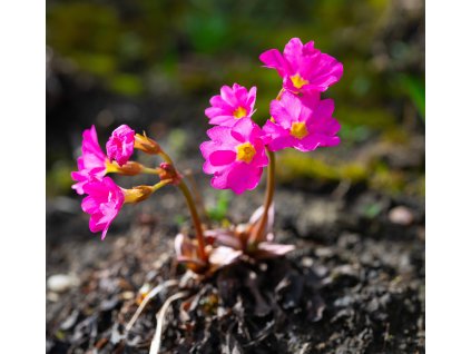 PRIMULA ROSEA 'GRANDIFLORA' shutt