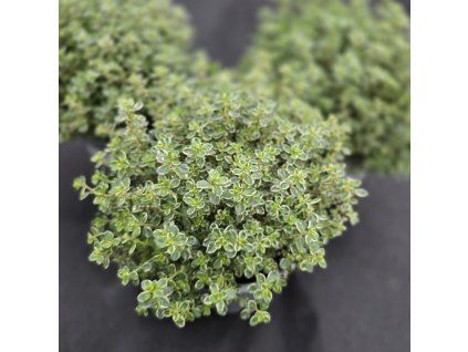 THYMUS CITRIODORUS 'SILVER QUEEN' 4