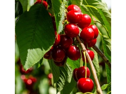 MINI ČEREŠŇA 'GARDEN BING' shutter