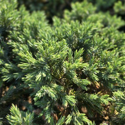 JUNIPERUS HORIZONTALIS 'BLUE STAR' kak1