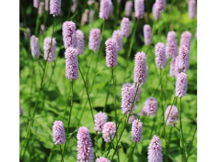 BISTORTA OFFICINALIS shutt