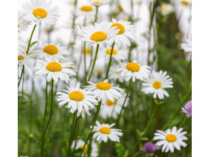 LEUCANTHEMUM ‘SILVER PRINCESS’ shutt