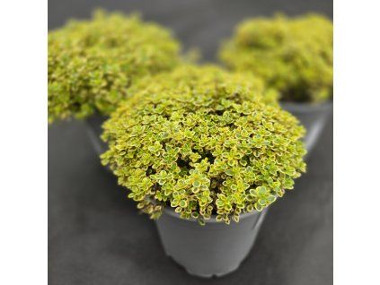 THYMUS CITRIODORUS 'AUREUS' 3