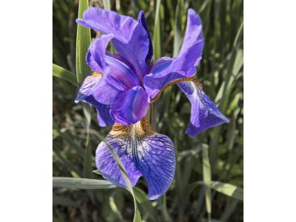 IRIS SIBIRICA 'PENNYWHISTLE shut1