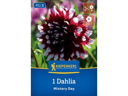 Dahlia Mystery Day_Bruno