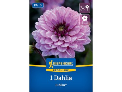 DAHLIA 'JUBILA' (GEORGÍNA)_ Bruno