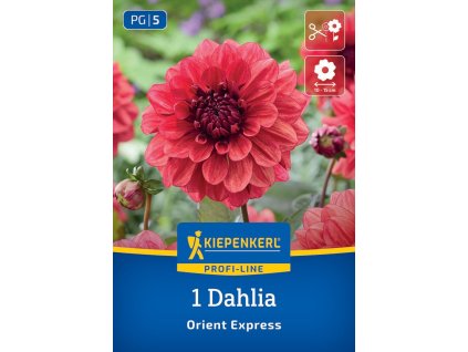 DAHLIA 'ORIENT EXPRESS' (GEORGÍNA) Bruno