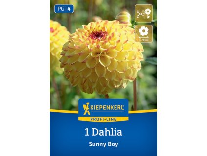 DAHLIA 'SUNNY BOY' (GEORGÍNA)_Bruno