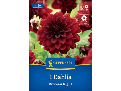 DAHLIA 'ARABIAN NIGHT' (GEORGÍNA) Bruno