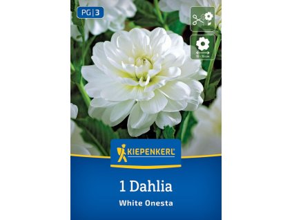DAHLIA 'WHITE ONESTA' (GEORGÍNA) Bruno