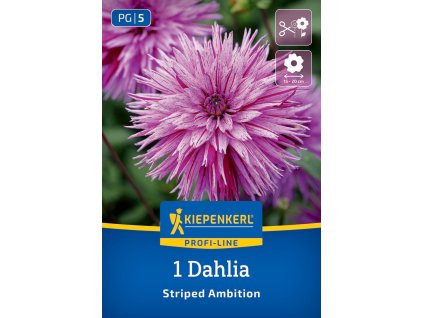 DAHLIA 'STRIPED AMBITION' (GEORGÍNA) Bruno