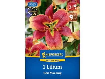 LILIUM 'RED MORNING' (STROMOVÁ ĽALIA) Bruno