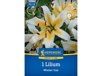 LILIUM 'MISTER CAS' (STROMOVÁ ĽALIA) Bruno