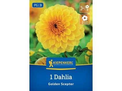 DAHLIA 'GOLDEN SCEPTER' kiep