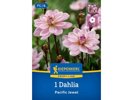 DAHLIA 'PACIFIC JEWEL' bruno