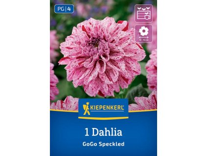 DAHLIA 'GO GO SPECKLED' kiep