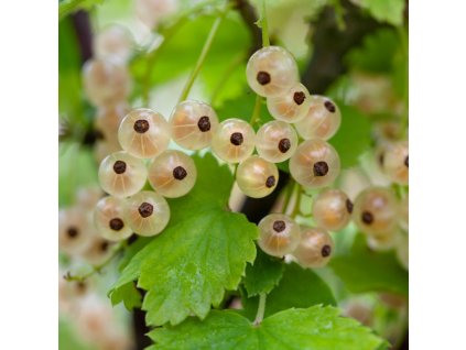 RIBES RUBRUM 'WERDAVIA ist