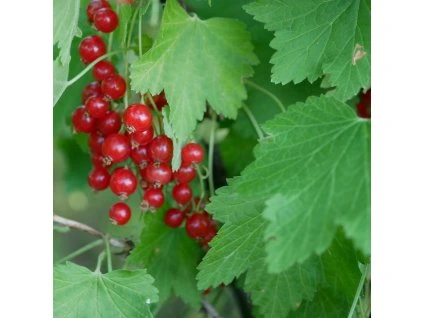 RIBES RUBRUM 'JONKHEER VAN TETS' ist