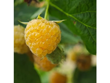 RUBUS IDAEUS 'FALLGOLD' ist