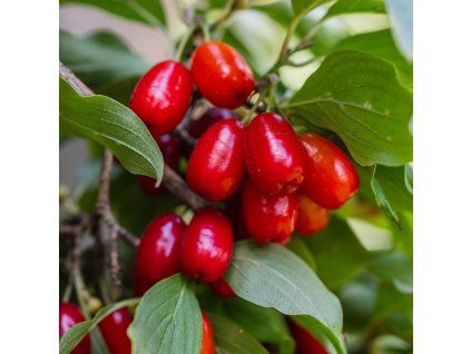 CORNUS MAS ist