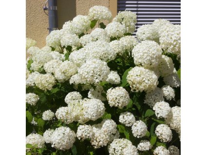 HYDRANGEA MACROPHYLLA 'ICE BOY' ist