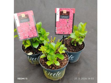 HYDRANGEA MACROPHYLLA 'LITTLE RED kak1