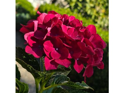 HYDRANGEA MACROPHYLLA 'ROYAL RED' ist