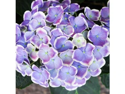 HYDRANGEA MACROPHYLLA 'SWEET LIPS blue ist