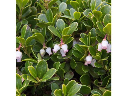 ARCTOSTAPHYLOS UVA URSI (MEDVEDICA LEKÁRSKA)