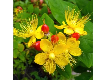 HYPERICUM 'MIRACLE ATTRACTION_ist