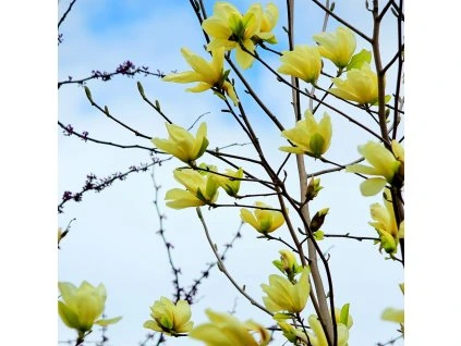 MAGNOLIA 'YELLOW LANTERN' isst