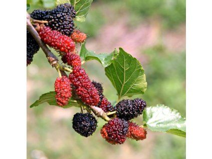 MORUS ALBA 'GERARDI'S DWARF ist