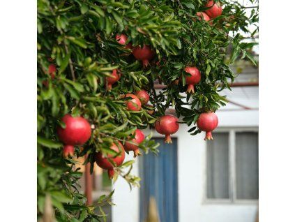 PUNICA GRANATUM ist