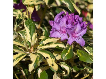 RHODODENDRON 'BLATTGOLD'