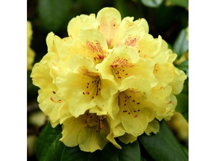 RHODODENDRON 'JUNIGOLD' _ist