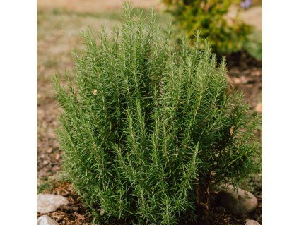 ROSMARINUS OFFICINALIS_ist