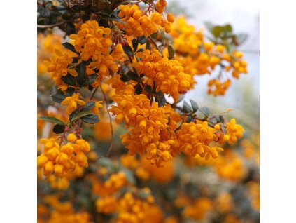 BERBERIS DARWINII 'COMPACTA ist