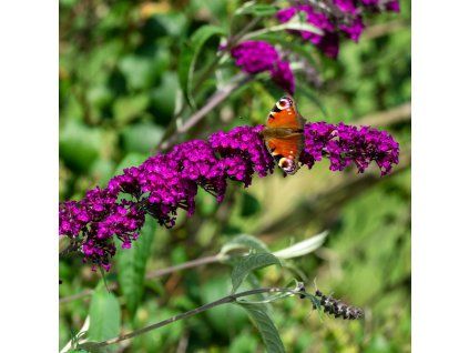 BUDDLEJA DAVIDII 'MAGENTA MUNCHKIN' ist