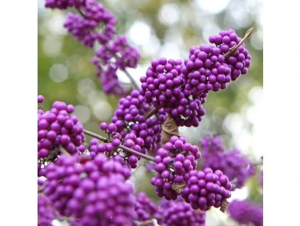 CALLICARPA BODINIERI 'PROFUSION' ist