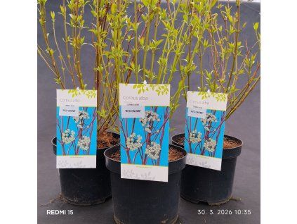CORNUS ALBA 'RED GNOME' kak