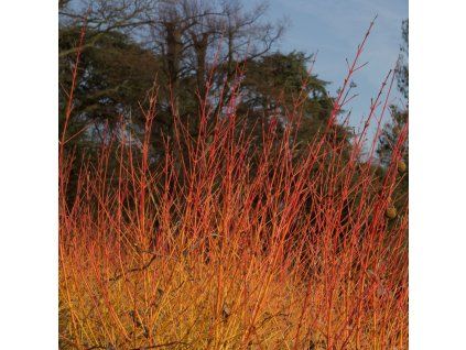 CORNUS SANGUINEA 'MIDWINTER FIRE' ist
