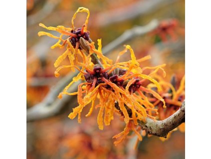 HAMAMELIS INTERMEDIA 'APHRODITE' ist