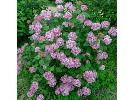 HYDRANGEA ARBORESCENS 'PINK PERCUSSION' ist